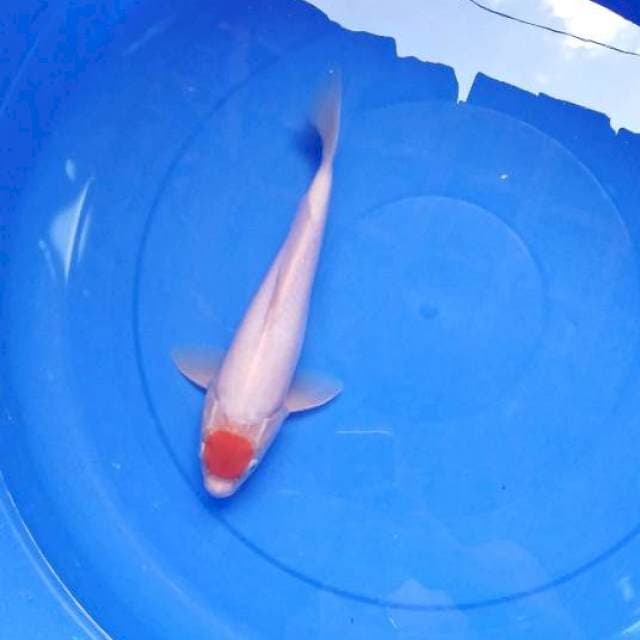 Tanco kohaku