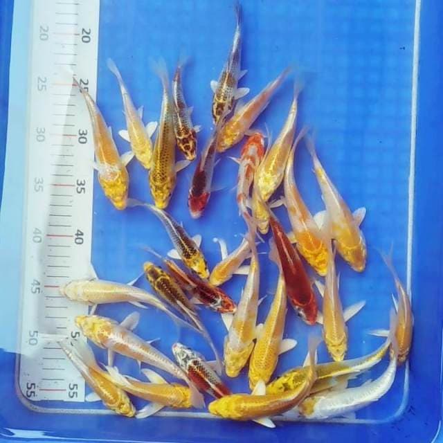 Paket mix bagus 29 ekor