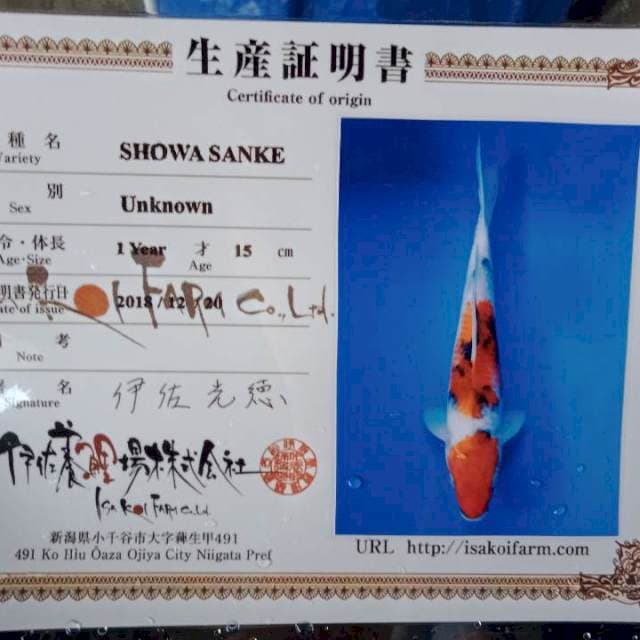 Showa import isa farm 25cm