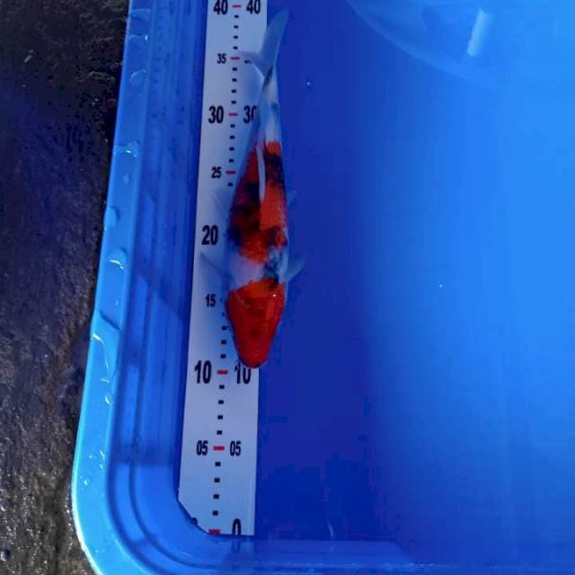 Showa import isa farm 25cm
