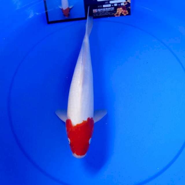 Tancho kohaku sakai farm import