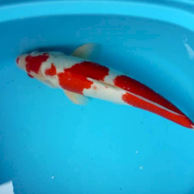 Jantan 47 cm.