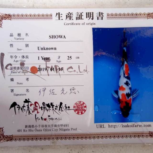 Showa import isa farm