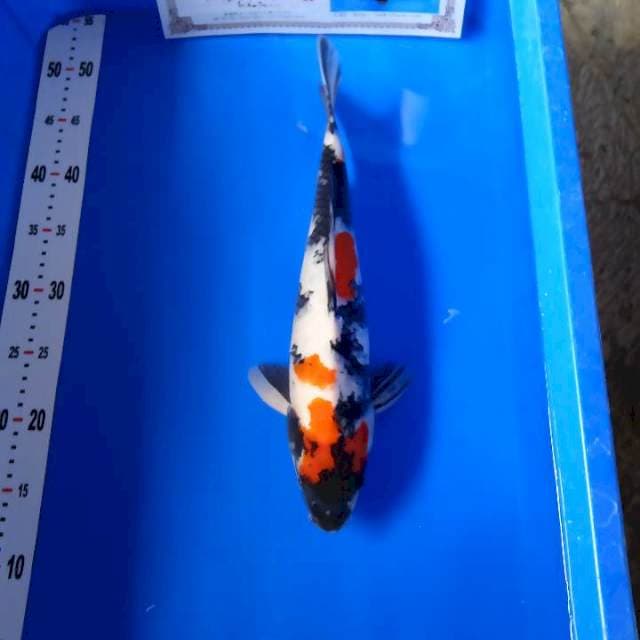 Showa import isa farm
