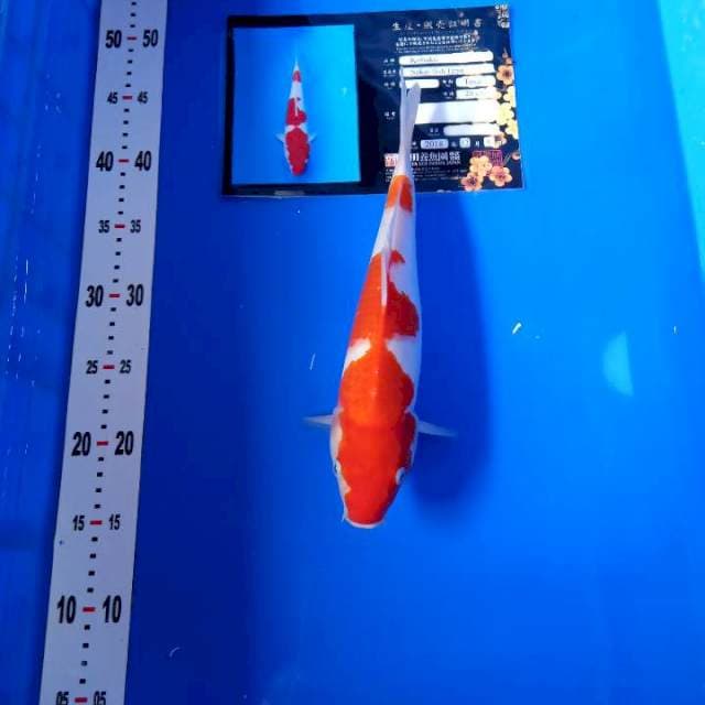 Kohaku import serti