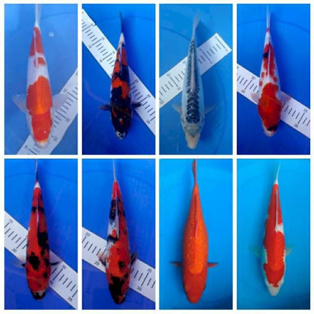 Mix 8 ekor 30-36cm
