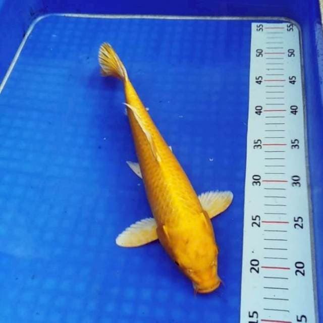 Yamabuki ogon