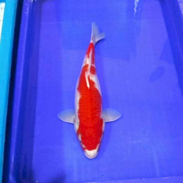 Kohaku red devil