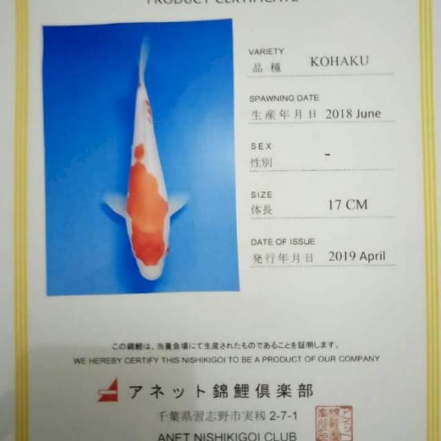 Kohaku serti anetto