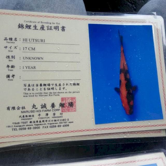 Hi utsuri marusei