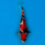 Showa Sanshoku 29cm