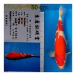 Kohaku Jantan Merah Pekat 
