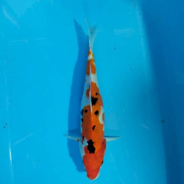 Sanke 30 cm 