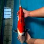 Bakat Jumbo Showa 39 cm