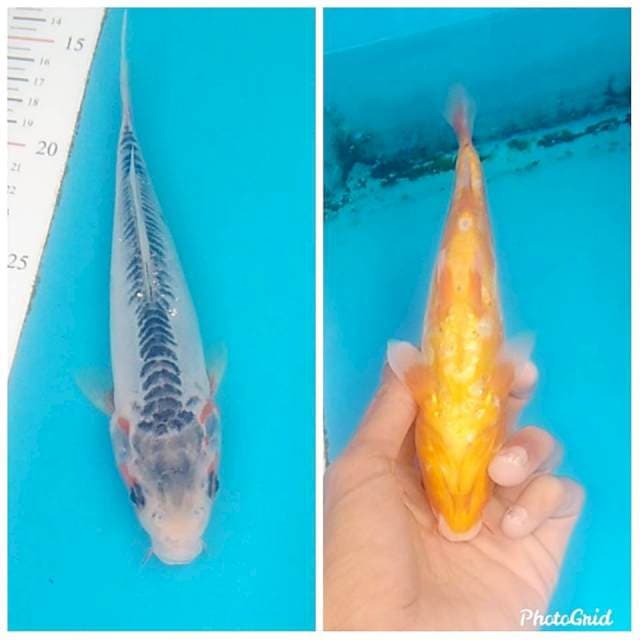Shusui 22cm
