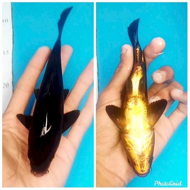 Karasu 18cm