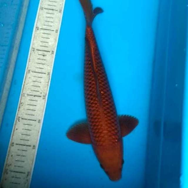 Cagou tembaga 38cm
