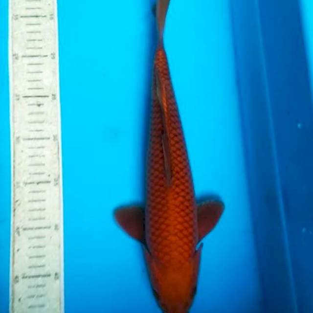 Chagoi tembaga 35cm