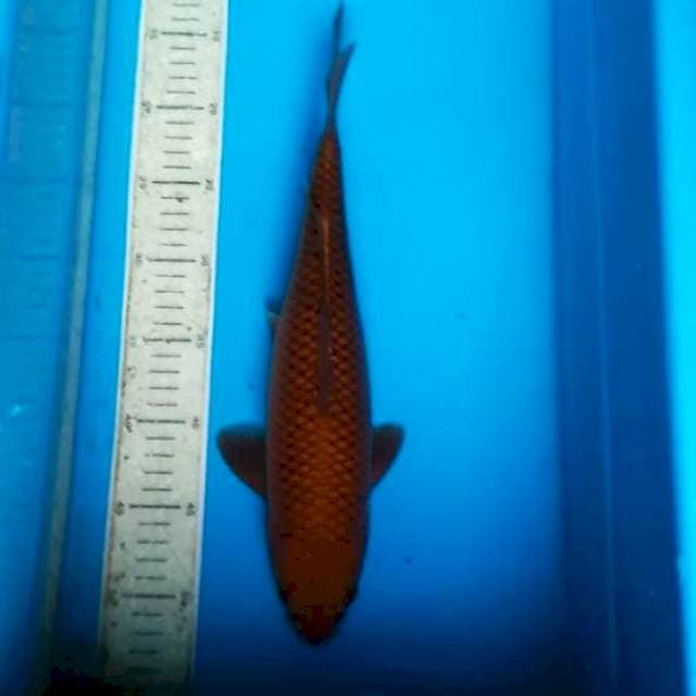 Chagoi tembaga 36cm
