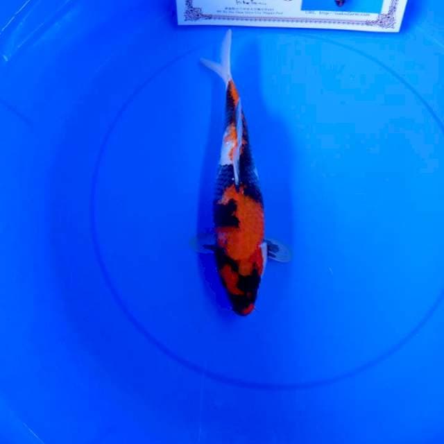 Showa isa female 31cm
