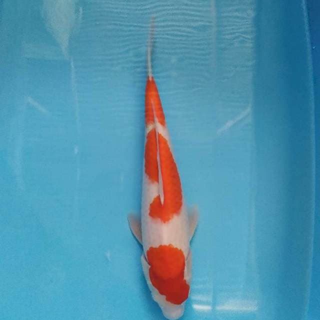Kohaku 39 cm 