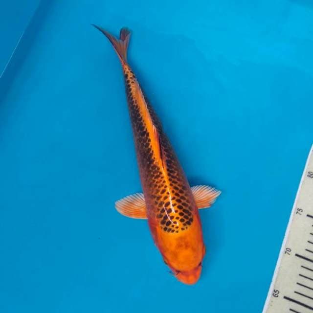 KIN matsuba
