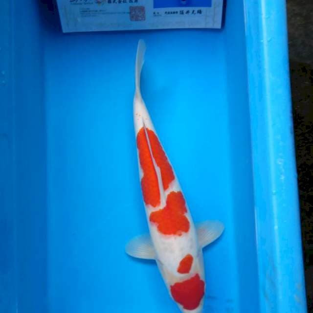 Kohaku import sakai