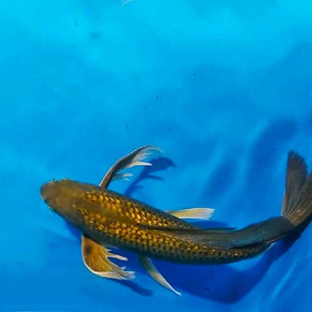 Midhori kumpay ghindrin 45 cm