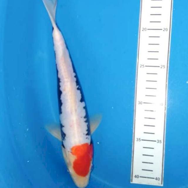Benikumonryu 28cm