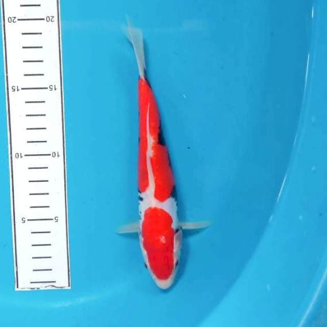Benikumonryu 23cm