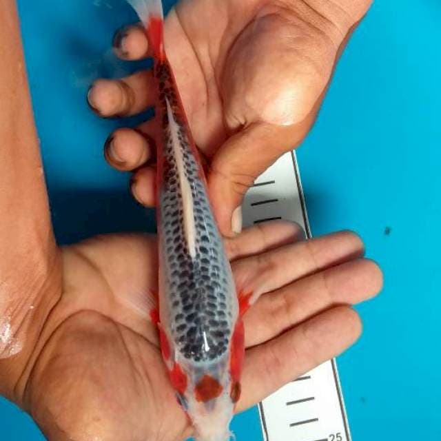 Tanco asagi 23cm