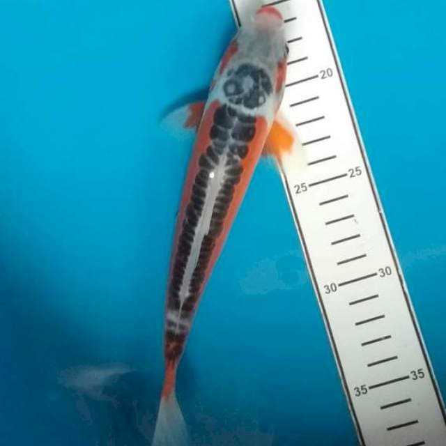 Hana Shusui 23cm