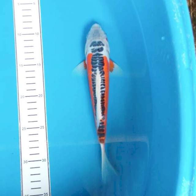 Hana Shusui 24cm