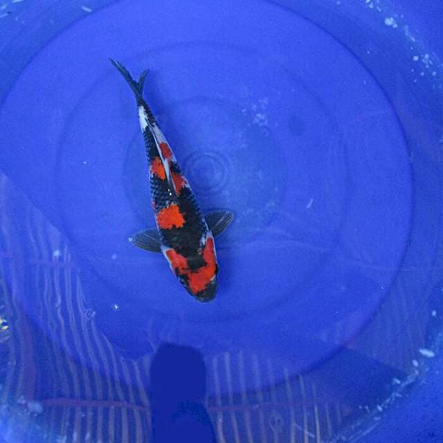Showa sansoku ±25cm
