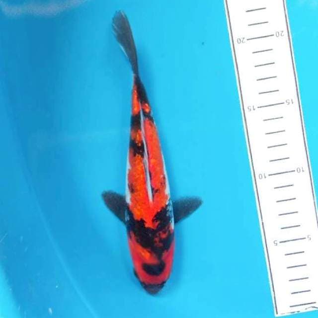 Hi showa 20cm