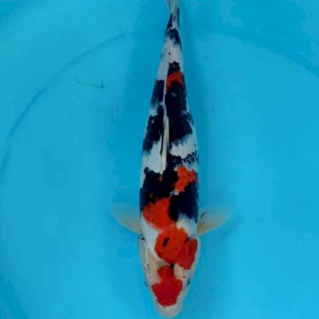 Showa mantull