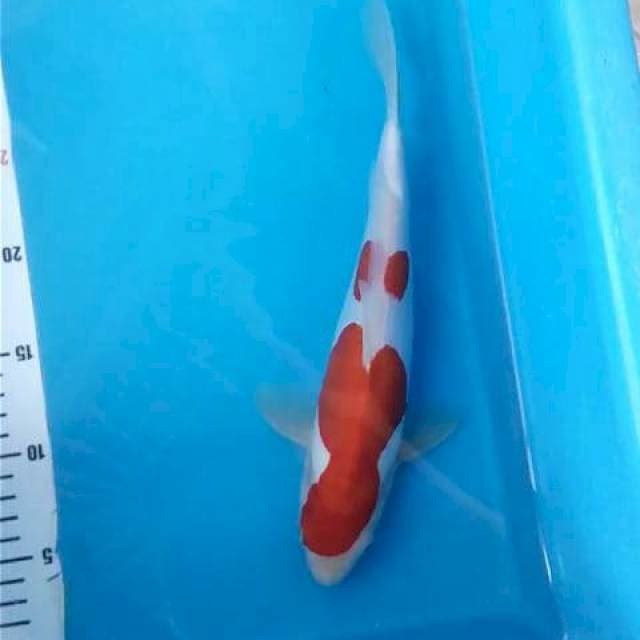 Kohaku Doit Mulus 29cm