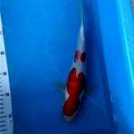 Kohaku Doit Mulus 29cm