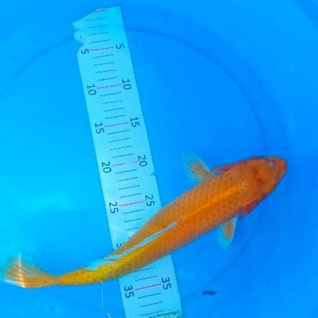 Ogon 37 cm