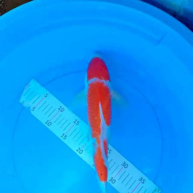 Kohaku 41 cm