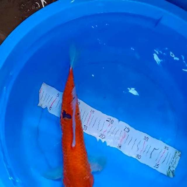 Sanke 43 cm