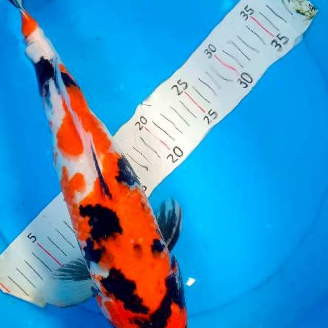 Showa 42 cm