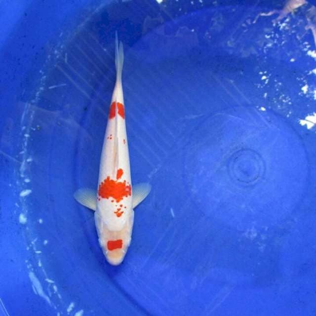 Kohaku ±25cm