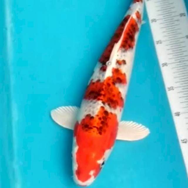 **kujaku 47cm **
