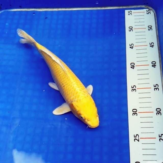 Yamabuki ogon mulus 