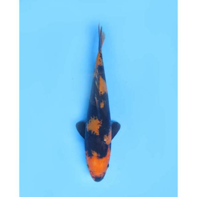 Power Of Hi Utsuri Tosai, Male - 27cm