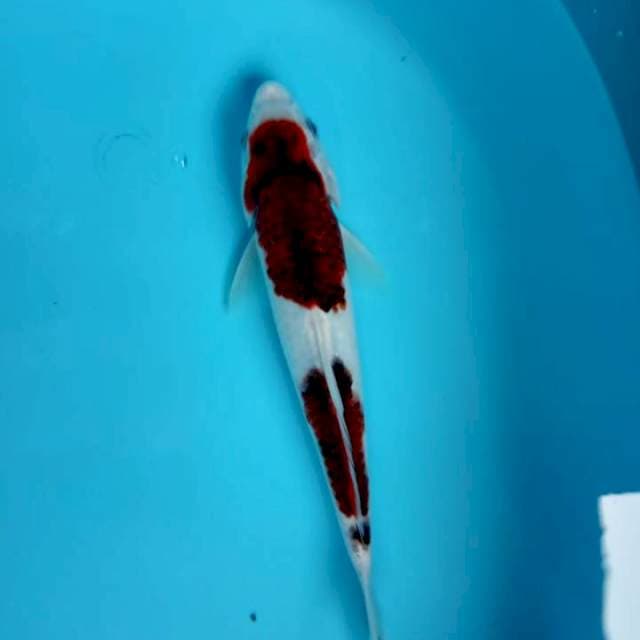 Goromo