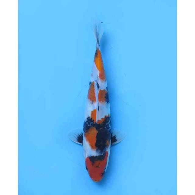 Maruten Showa Original , Male - 24cm