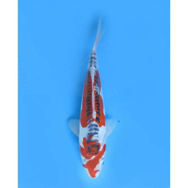 Beni Kiko SQ , Male - 33cm