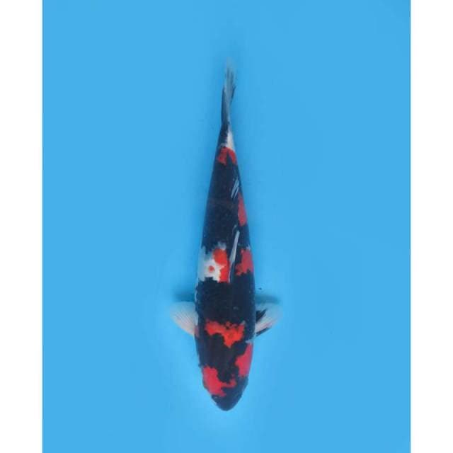 The Joss Showa, Male -37cm